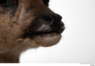 Deer doe mouth nose 0001.jpg
